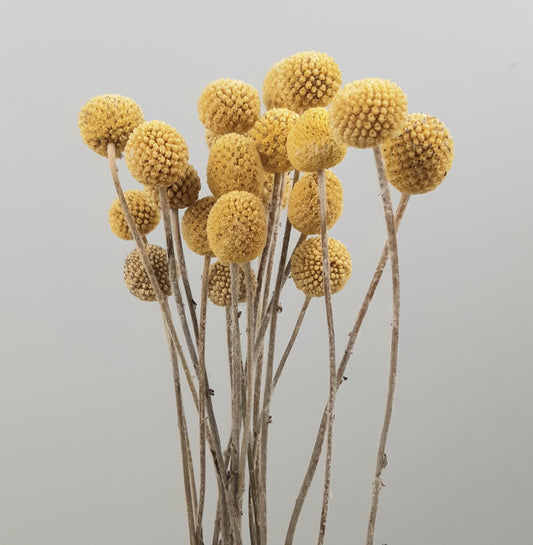 Dried-Craspedia-Natural-40cm-x-20-stems