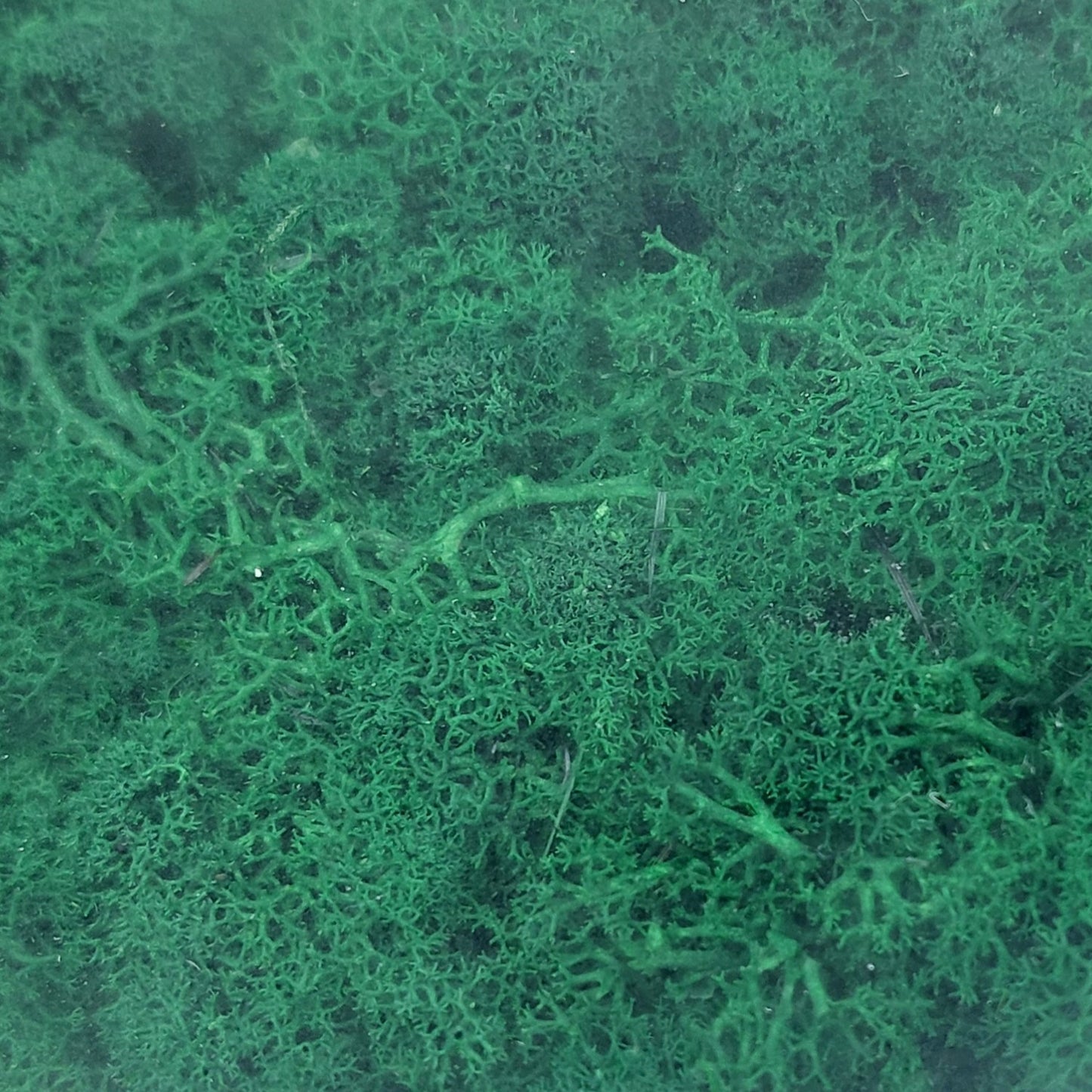 Green preserved Finland Reindeer moss filling the frame, with a dense, textured appearance.