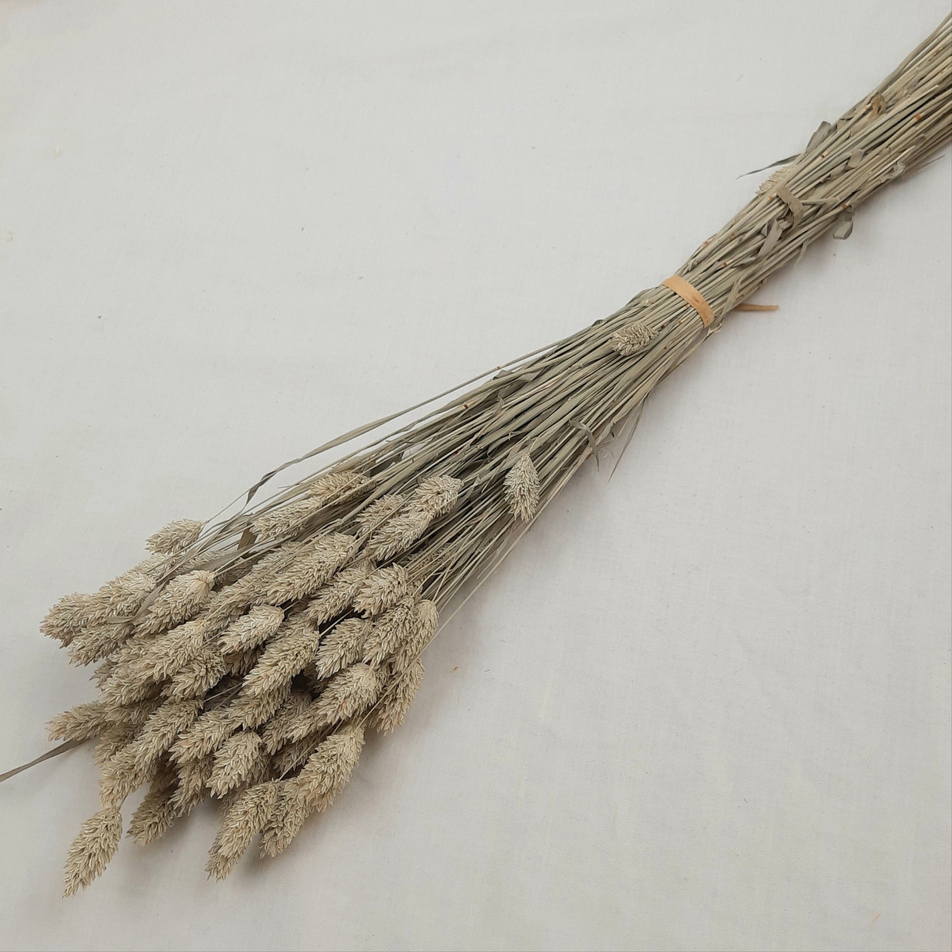 Dried-Phalaris-Natural-50cm