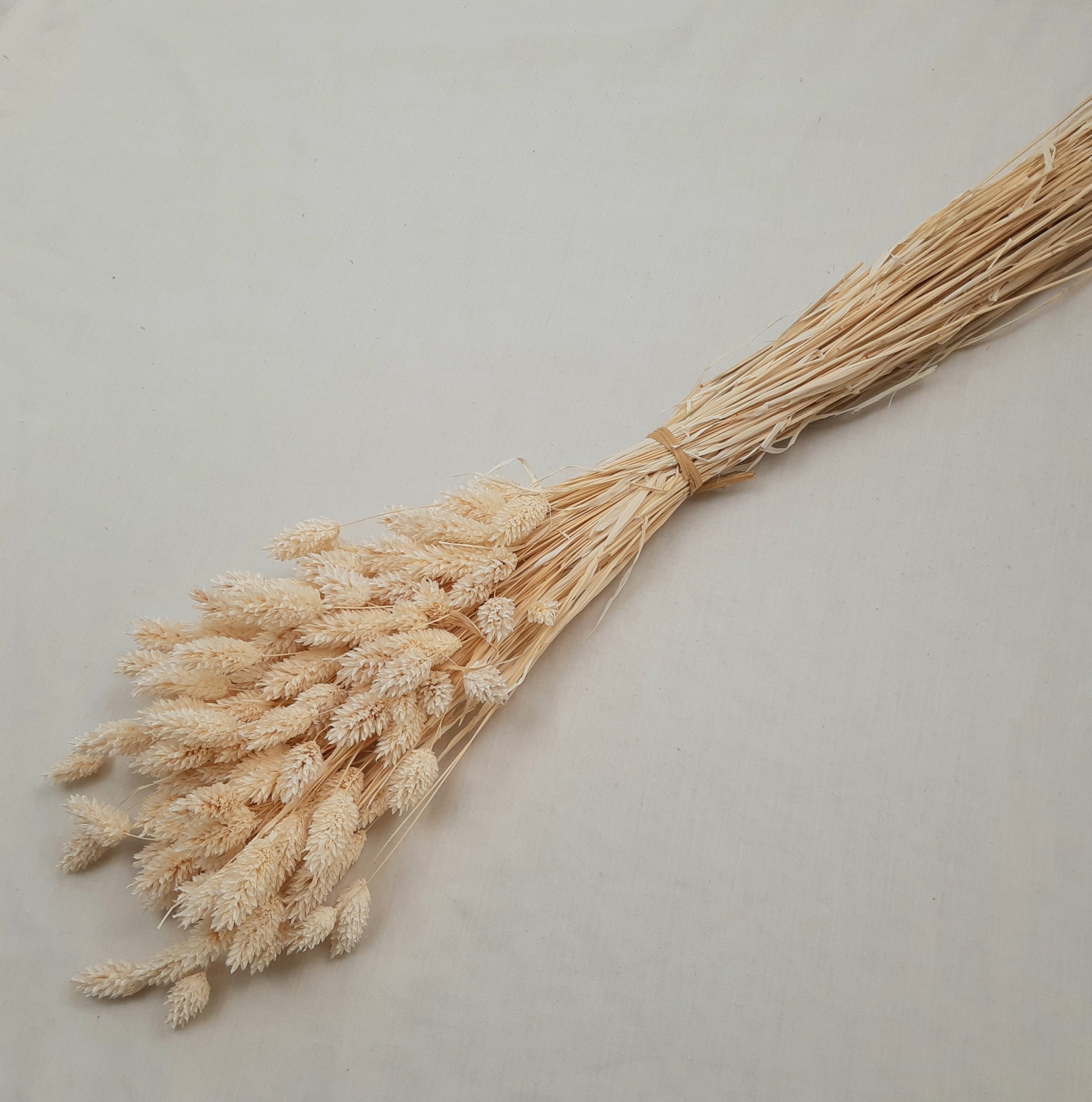 Dried-and-Bleached-Phalaris-60cm