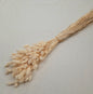 Dried-and-Bleached-Phalaris-60cm