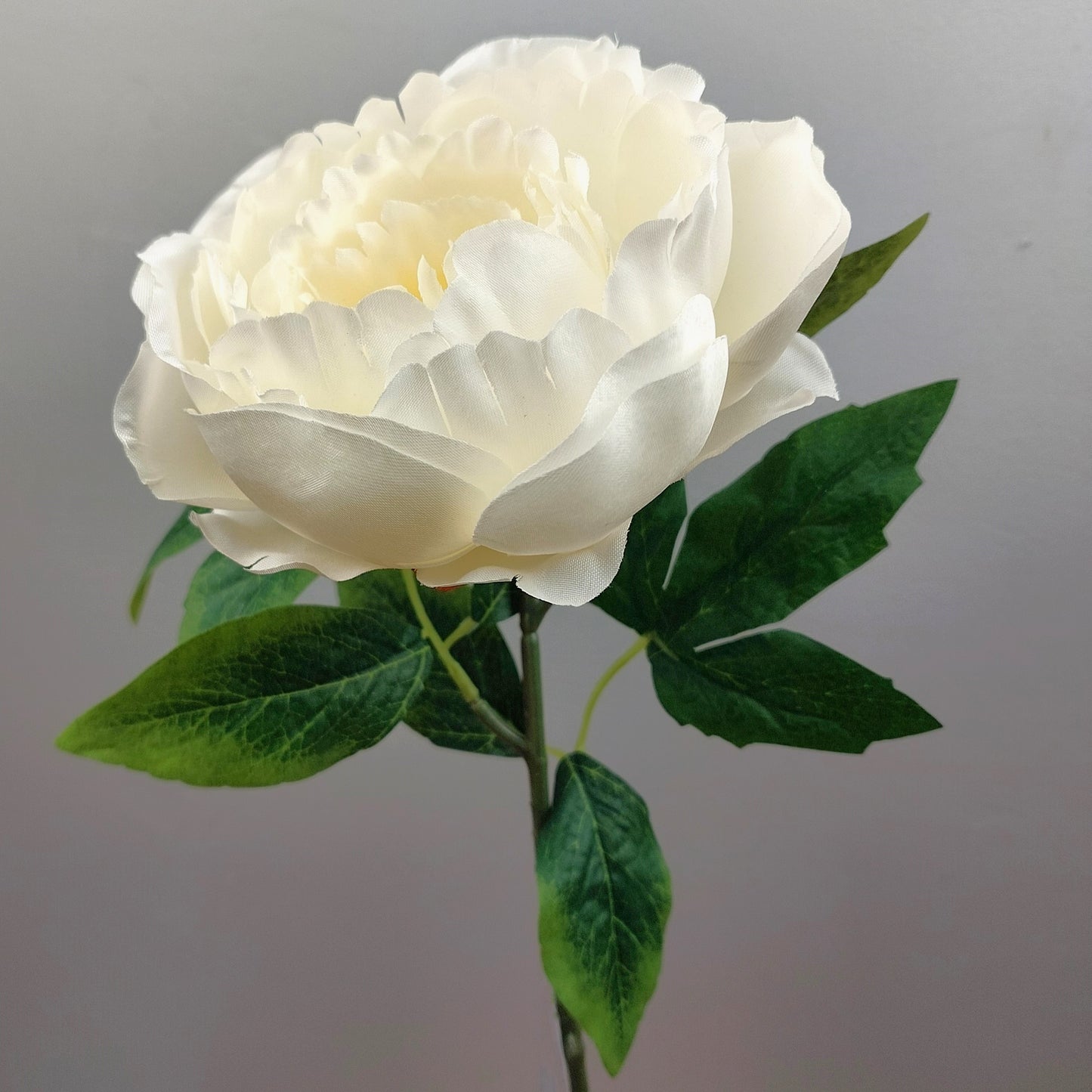 White artificial Peony flower with green leaves on a gray background