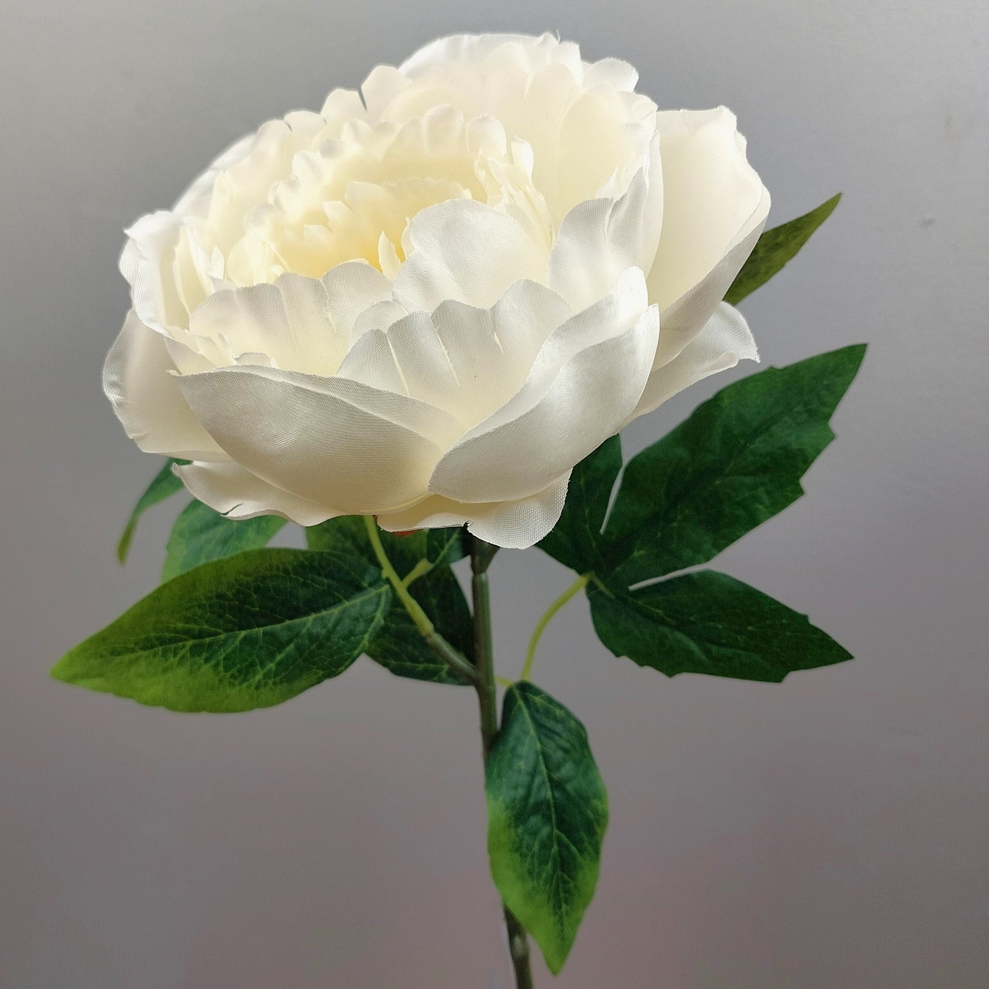 White artificial Peony flower with green leaves on a gray background