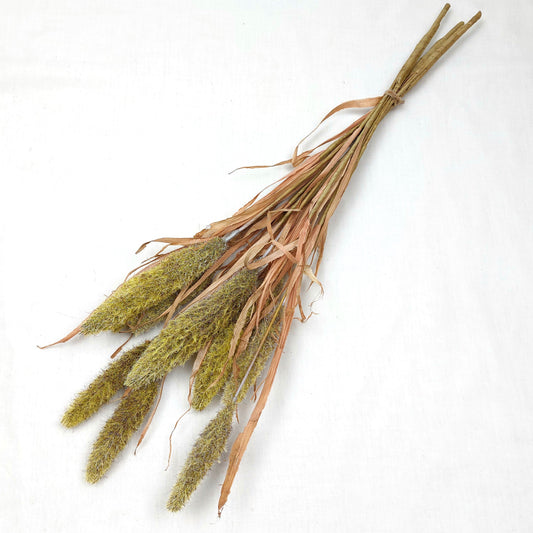 Bunch of faux dried bunny tail grasses tied together on a white background