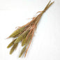Bunch of faux dried bunny tail grasses tied together on a white background