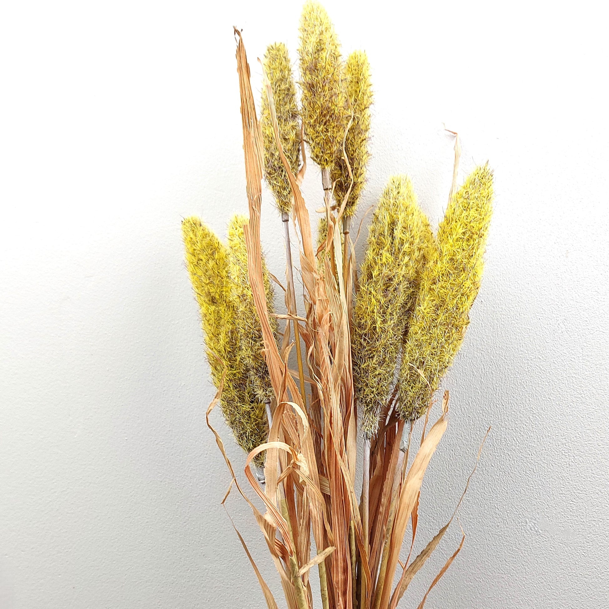 Bouquet of dried look faux yellow and brown bunny tail reed grasses on a light gray background