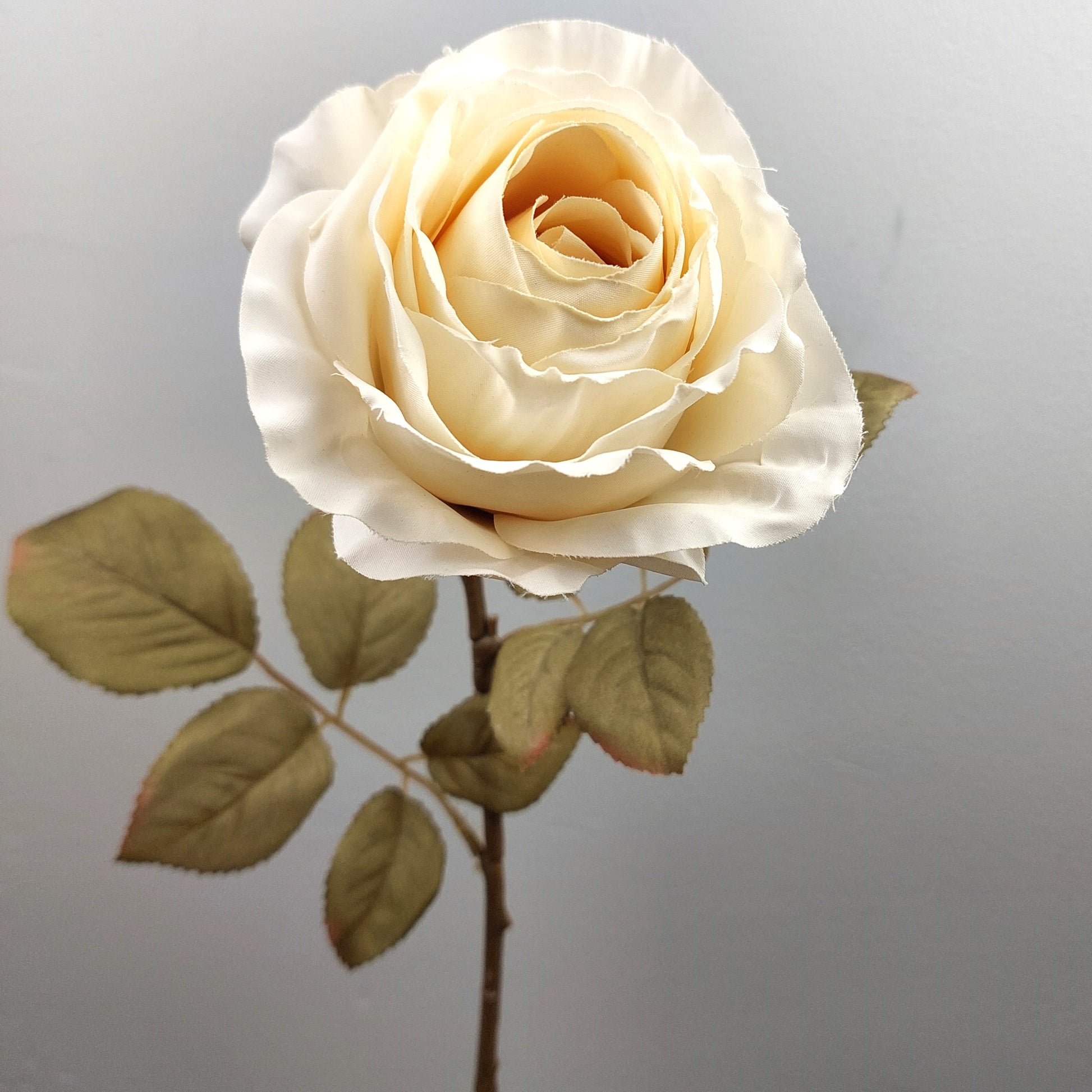 An artificial Cream dried look rose with green leaves on a gray background