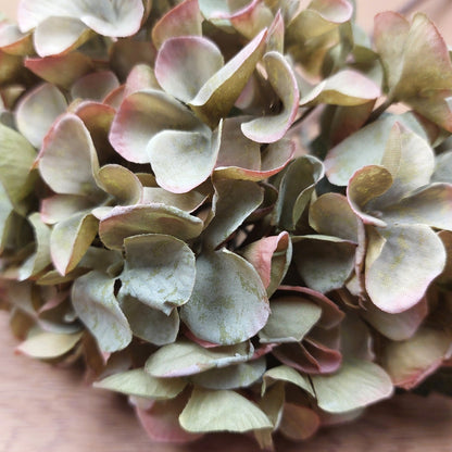 Close-up of artificial hydrangea flowers with pink and green hues.