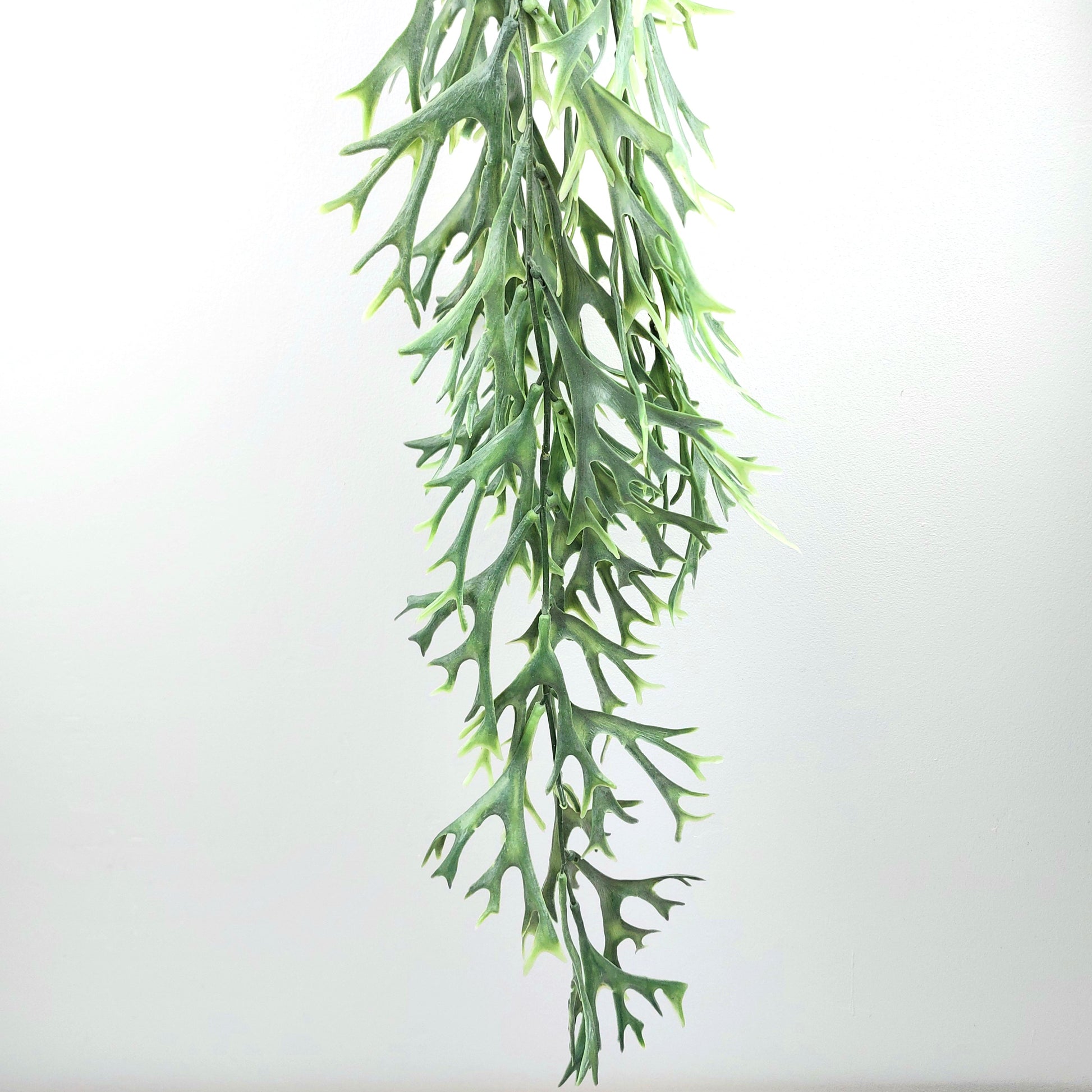 Hanging artificial green kelp seaweed plant on a white background