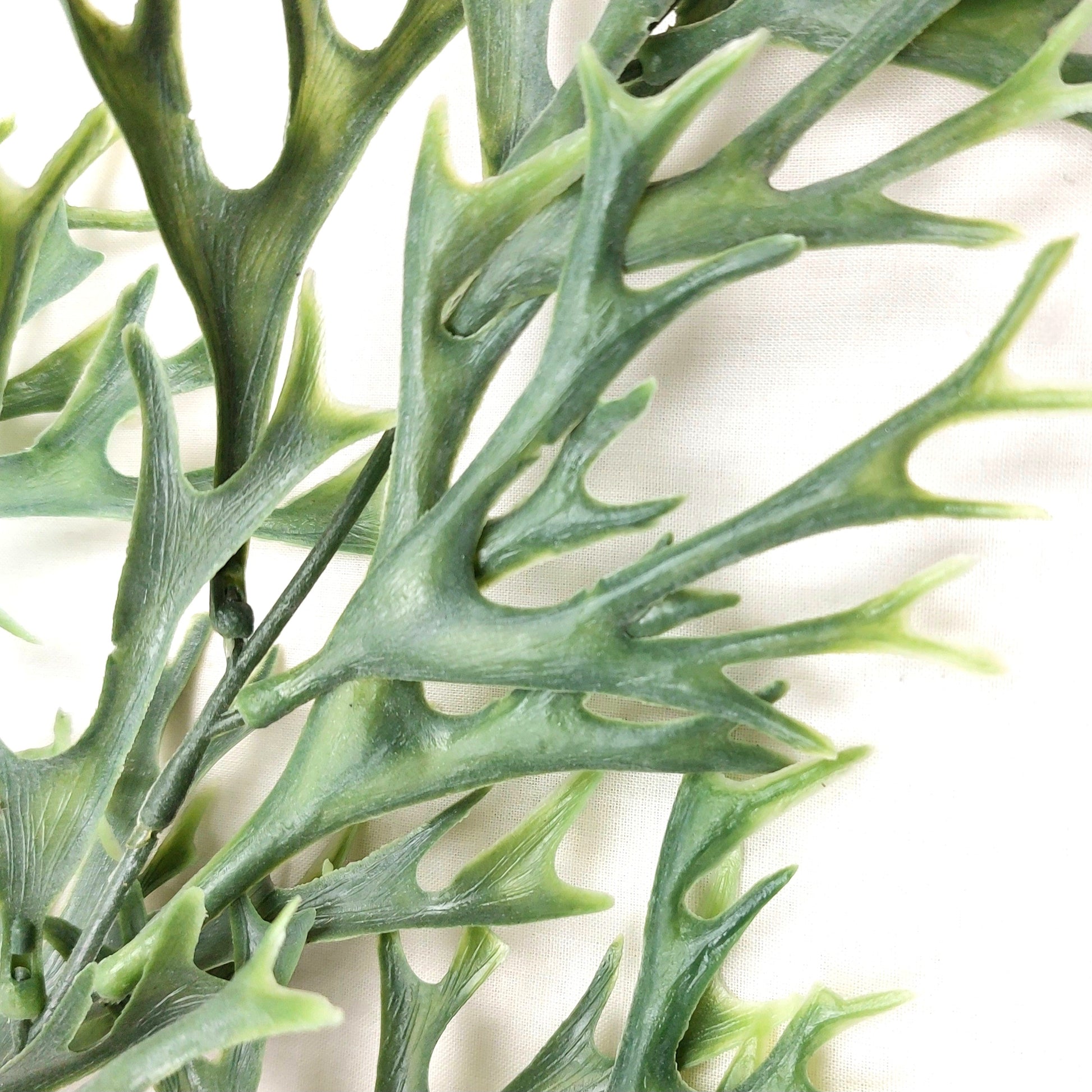 Close-up of faux green leafy kelp seaweed on a light background