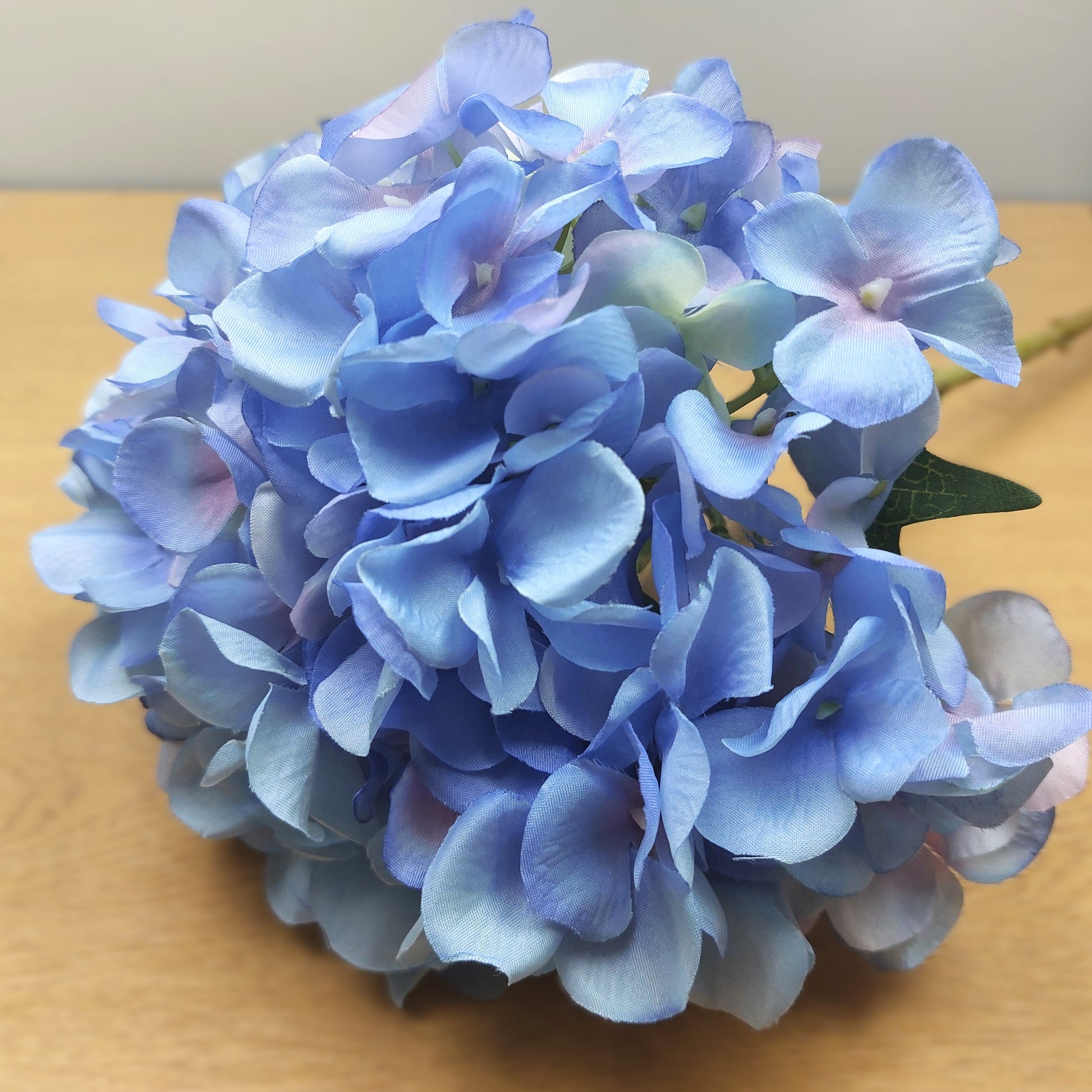 Close up of an artificial Blue Mophead Hydrangea against a wooden and pale background