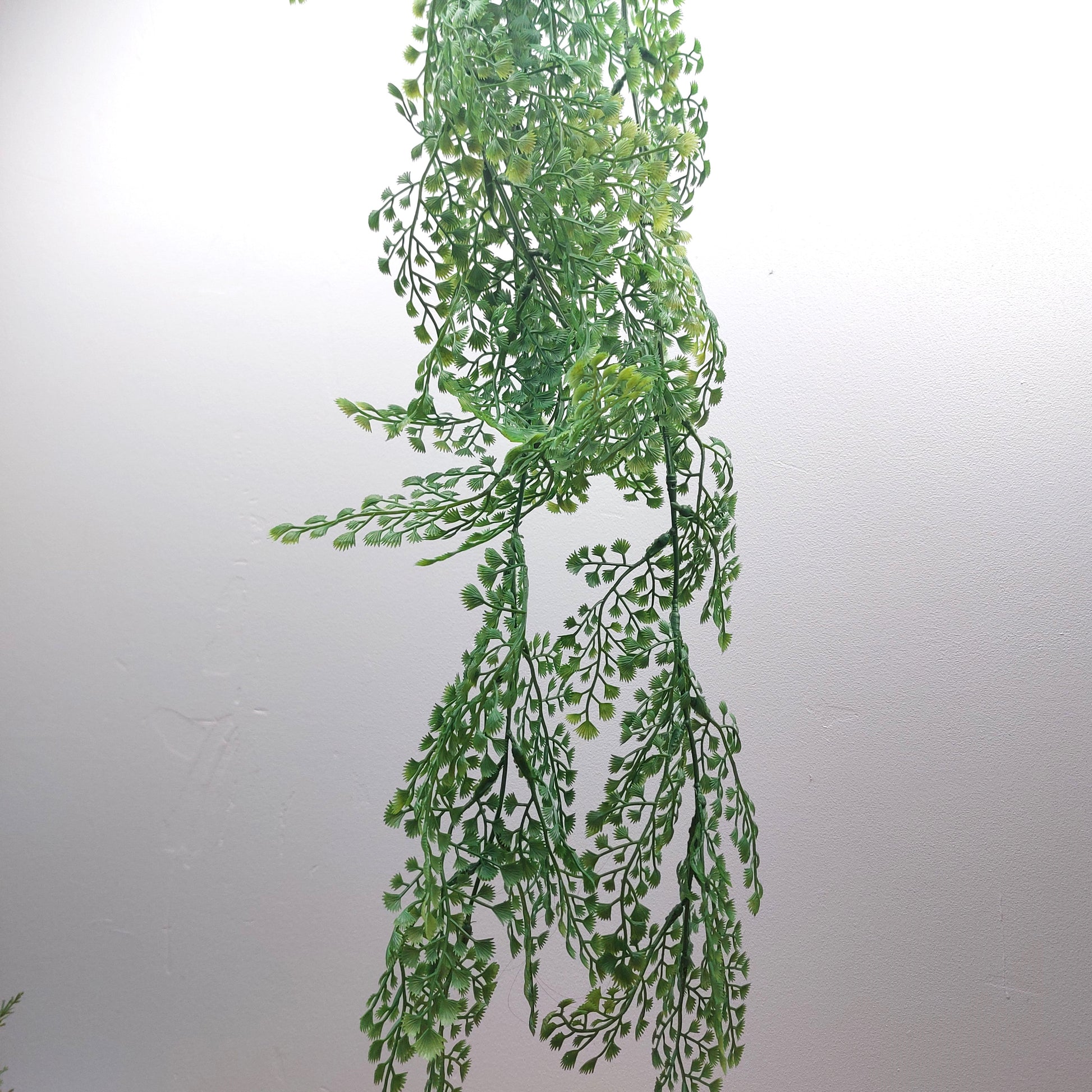 Artificial green leafy Maidenhair Trailing Vine branch on a white background
