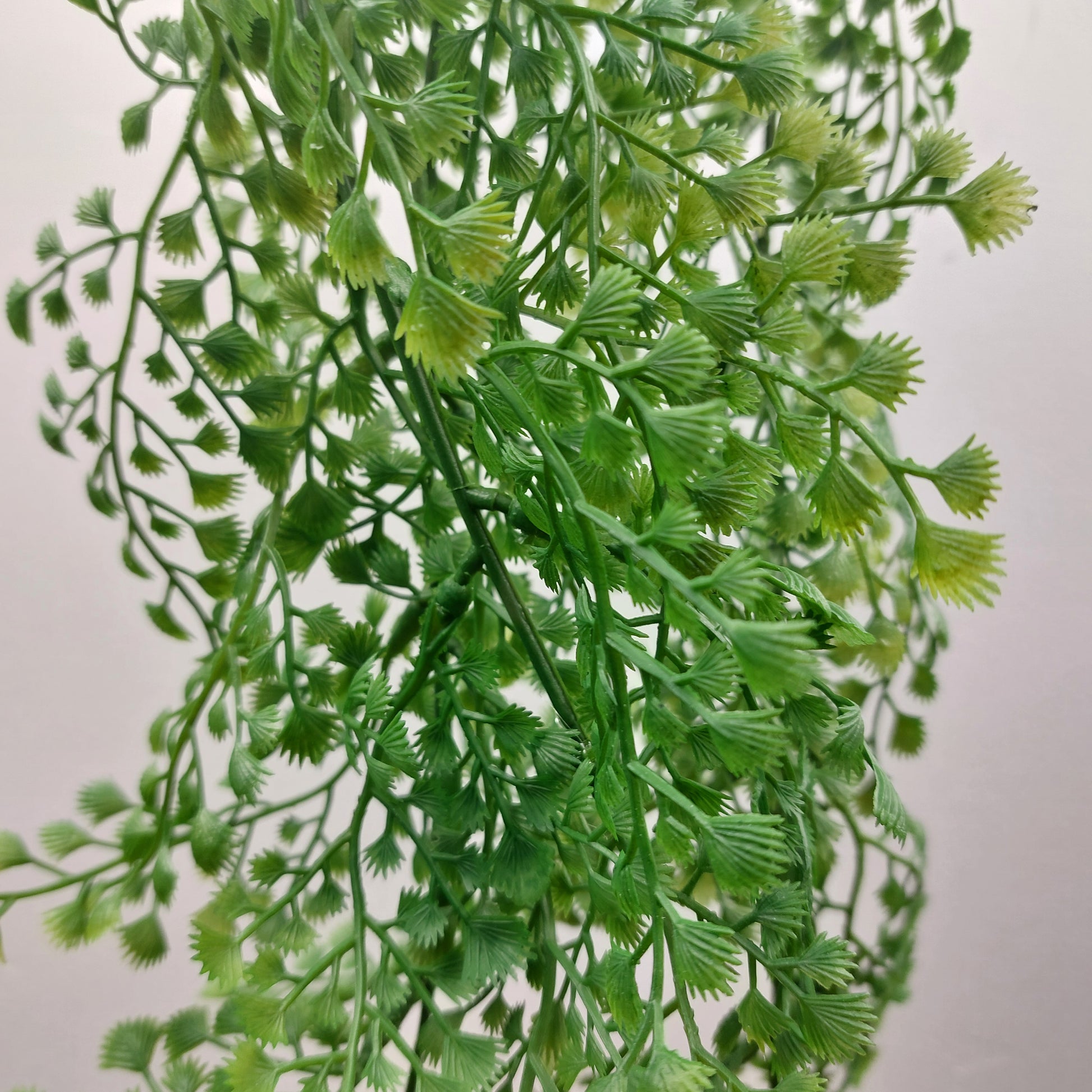 Artificial trailing green leaves on a white background