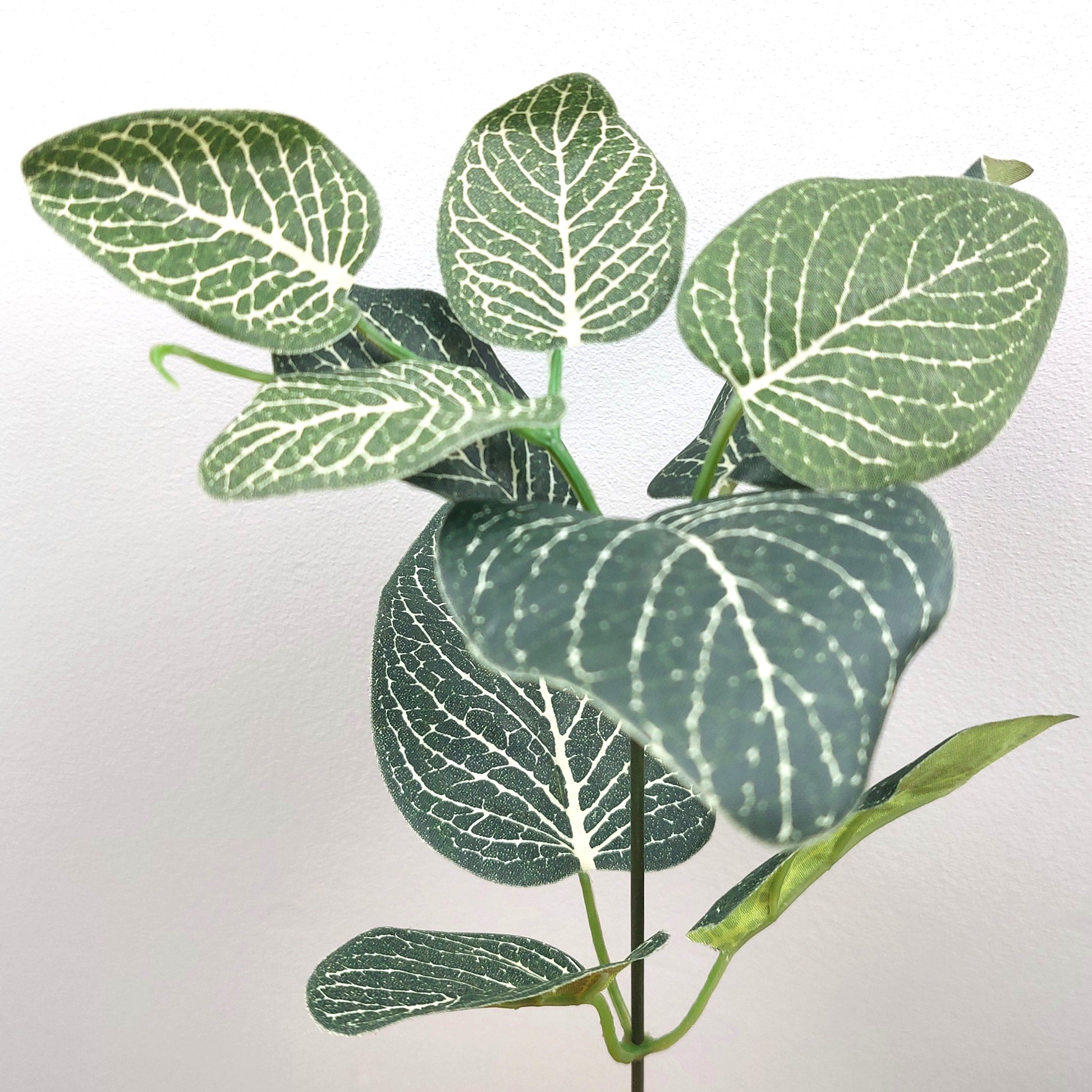 A spray of artificial green and ivory Fittonia leaves against a pale background 