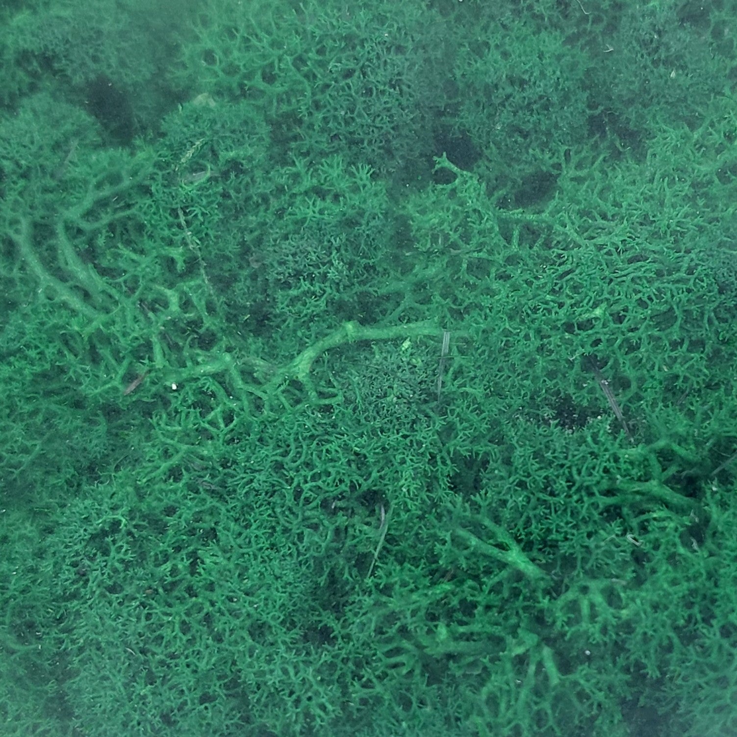 Green preserved Finland Reindeer moss filling the frame, with a dense, textured appearance.