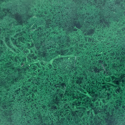Green preserved Finland Reindeer moss filling the frame, with a dense, textured appearance.