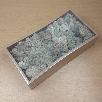 A rectangular box filled with pale Sage and Cream Finland Reindeer moss, photographed from above on a light wood tabletop.