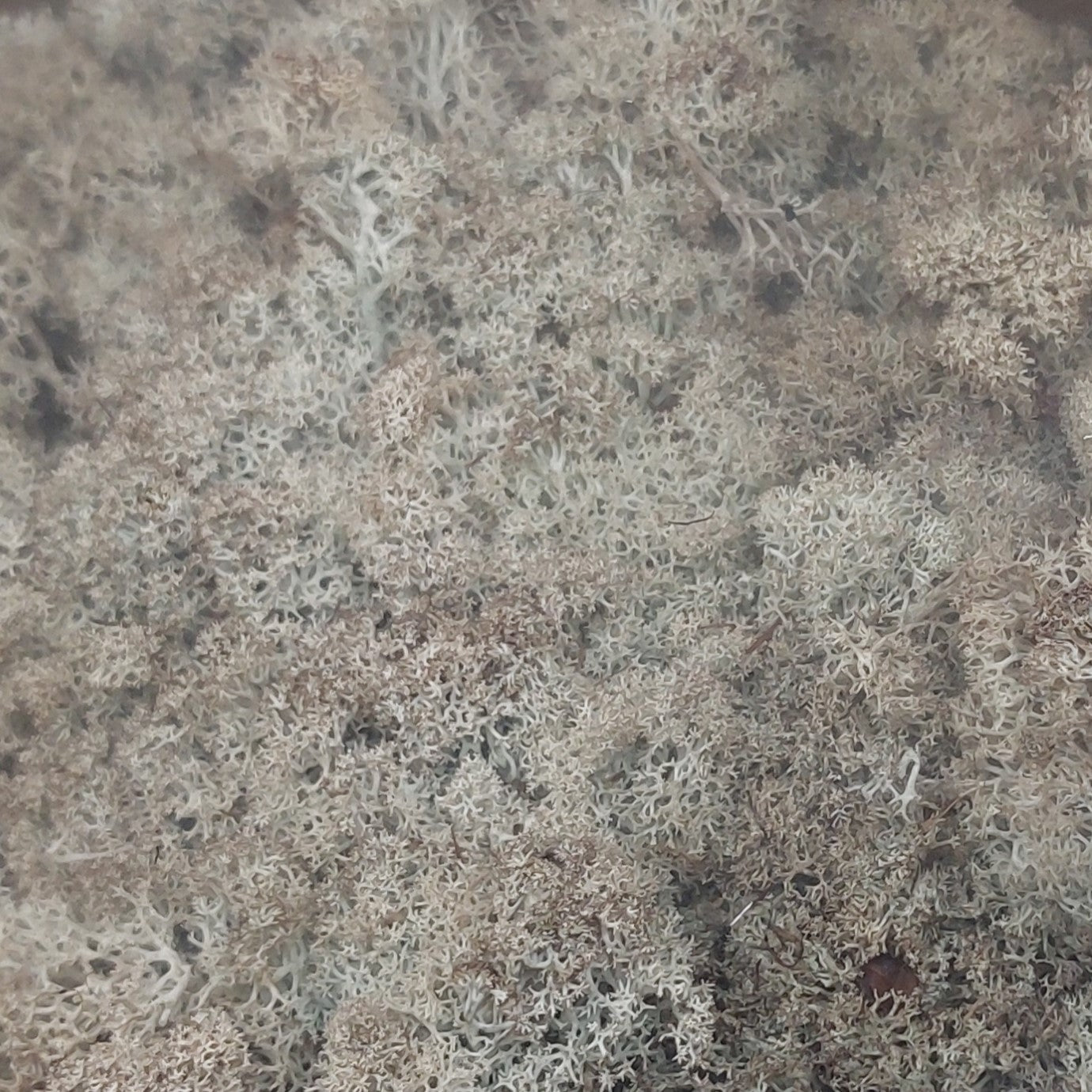 Natural Sage and Cream preserved Finland Reindeer moss filling the frame, with a dense, textured appearance.