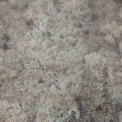 Natural Sage and Cream preserved Finland Reindeer moss filling the frame, with a dense, textured appearance.