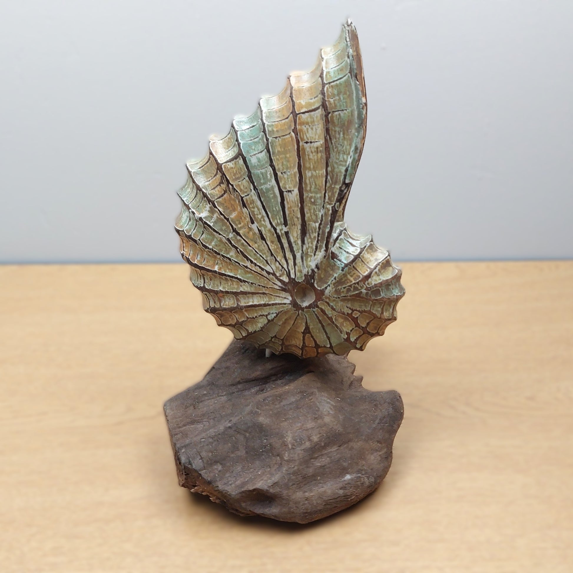 Hand carved and painted large wooden shell mounted on a driftwood base against a gray background