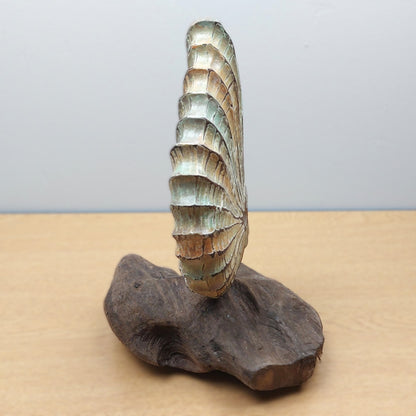 A hand carved and painted wooden shell made in Bali mounted on a dark brown driftwood base with a plain background