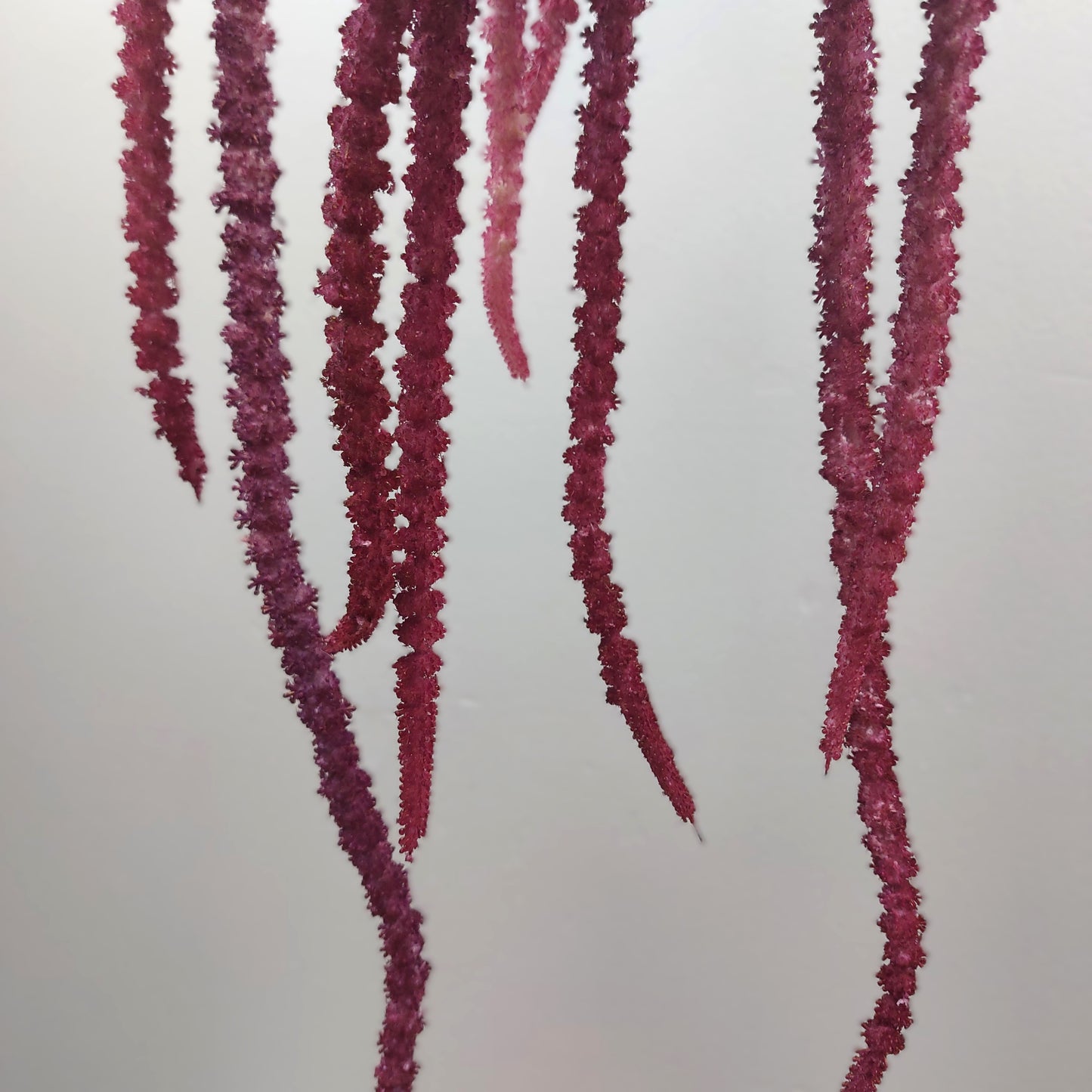 Close up of Fuchsia string-like silk flower spikes from an artificial amaranthus plant against a light gray background