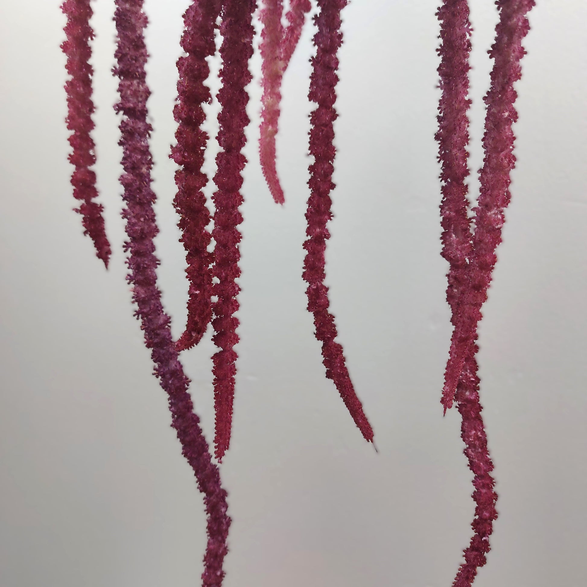 Close up of Fuchsia string-like silk flower spikes from an artificial amaranthus plant against a light gray background