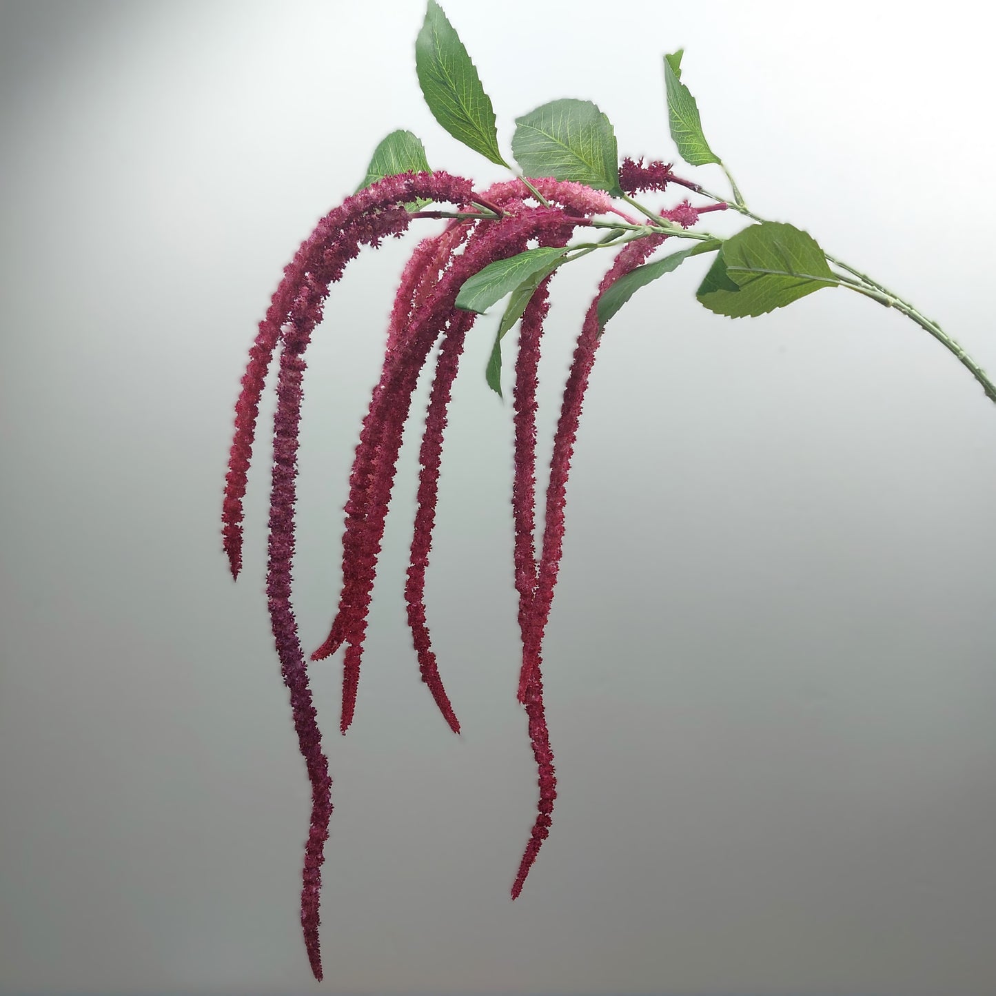 Purple, Mauve and Fuchsia trailing Amaranthus flower branch with green leaves on a light gray background